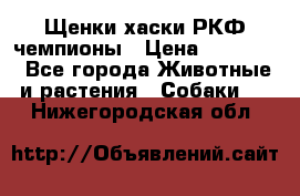 Щенки хаски РКФ чемпионы › Цена ­ 90 000 - Все города Животные и растения » Собаки   . Нижегородская обл.